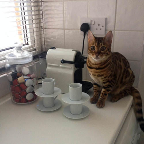 Millie the cat making coffee