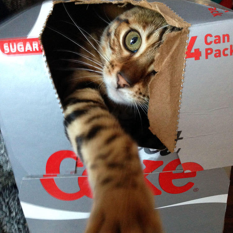 Millie the cat in a Diet Coke box