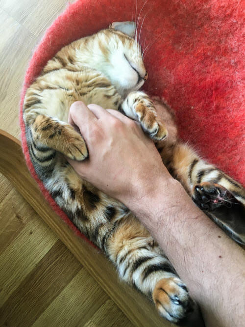 Tummy rubs for Millie the cat