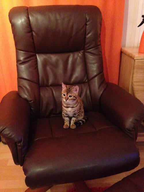 Millie as a kitten in the manchair
