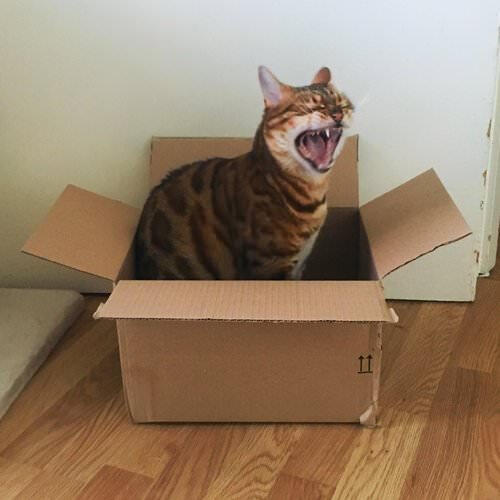 Millie the cat yelling in a box