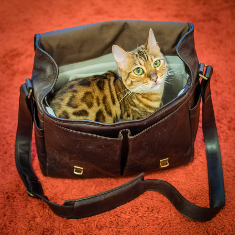 Millie the cat in a camera bag
